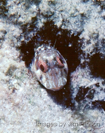  Blenny in sand.West Palm Florida July 28, 1979.