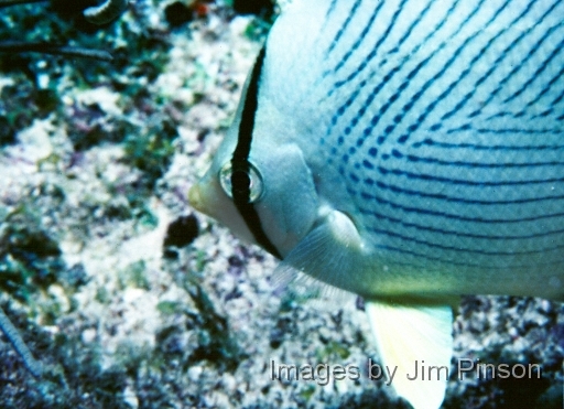  Butterfly fish.August 1979 in Exumas, Bahamas on the dive boat "Dragon Lady".