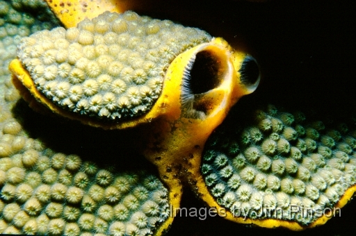  An interesting formation which appears to be a Coral/Sponge fusion.August 1979 in Exumas, Bahamas on the dive boat "Dragon Lady".