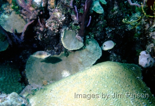  Rich coral grouping.August 1979 in Exumas, Bahamas on the dive boat "Dragon Lady".