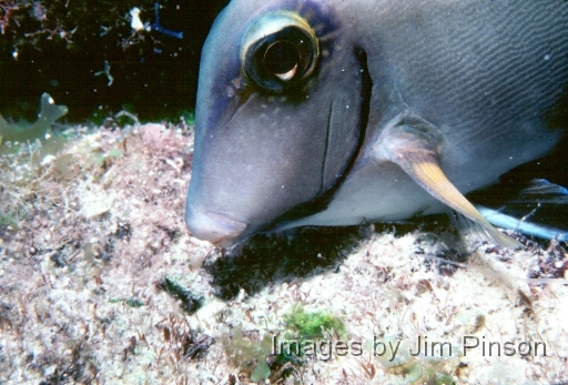  Fish feeding on bottom.August 1979 in Exumas, Bahamas on the dive boat "Dragon Lady".
