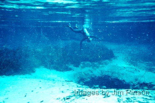  The "Jug Hole" , near the headwater of Ichetucknee Springs, Florida.  The destruction of the aquatic vegitation by divers and swimmers prompted park officials to fence off the area.   November 4, 1978.