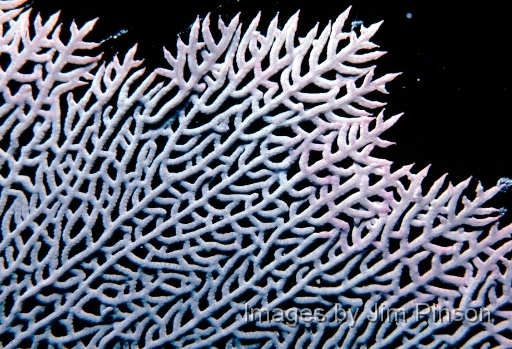  Sea fan, taken on a night dive with Paul Meng and his University of Florida dive class at Molasses Reef,  Pennekamp park on May 25, 1980.