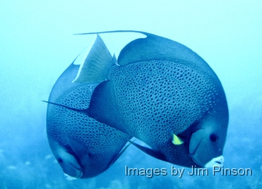  Gray Angel fish in courtship display.The fish would swim toward each other in large vertical overlapping circles. Taken at Pennekamp Park on September 16, 1978.