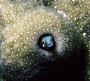 blenny-coral