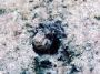 blenny-sand