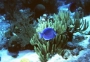 blue-tang