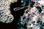 brittlestar