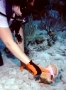 conch