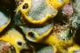 coral-2