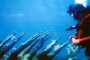 coral-diver