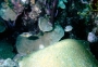 corals