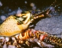 crayfish