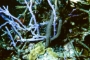 reef-mix
