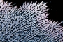 sea-fan