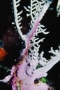 seafan-base