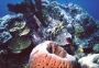 sponge-group
