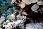 squirrelfish