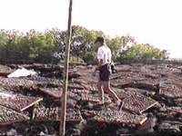 Researcher counts racks of sea cucumbers