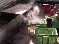 Sea cucumbers cooling.
