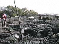 Sea cucumbers drying in a field