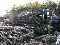 Pepino Camp and supplies