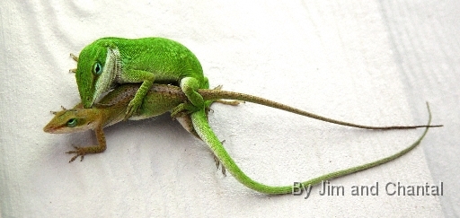  Mating lizards on our front porch.