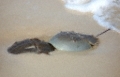 horseshoe_crab1