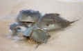 horseshoe_crab2