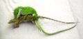 lizards