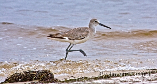  Willet walking in surf. Bald Point Florida.