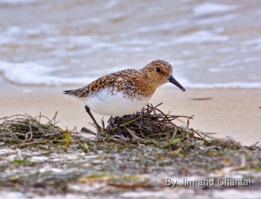  Shore bird walking through seaweed. Bald Point Florida.