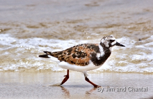  Ruddy Turnstone at edge of surf. Bald Point Florida.