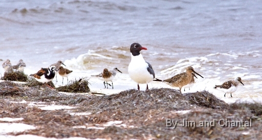  Laughing Gull,Ruddy Turnstones and other shore birds on beach . Bald Point Florida.