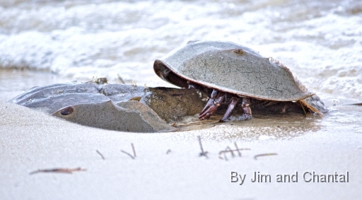  Horseshoe crabs mating. Bald Point Florida.