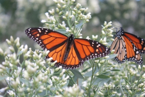  Monarch Butterfly at Mashes Sand beach