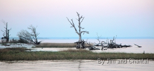 Near Mashes Sands, an eroding beach  has exposed the roots of this old tree.  Eagles are sometimes seen perching here.