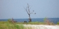 old-tree-2