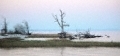 old-tree