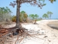 tree-roots