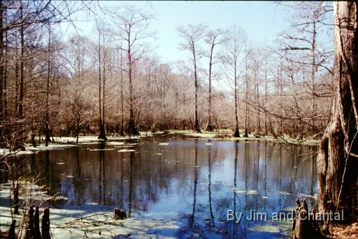 Peacock Slough, at Peacock Springs. a part of the Florida State Park system.