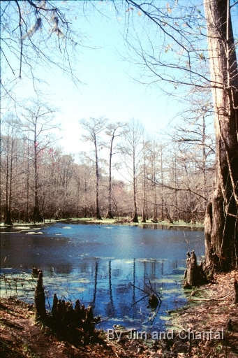 Peacock Slough, at Peacock Springs. a part of the Florida State Park system.
