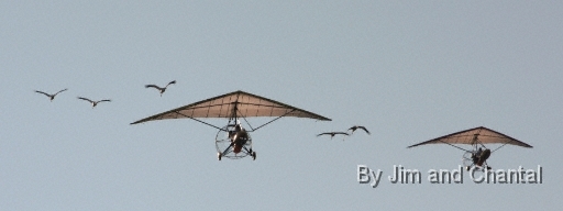  Operation Migration whooping crane flyover at St. Marks Florida 2012.