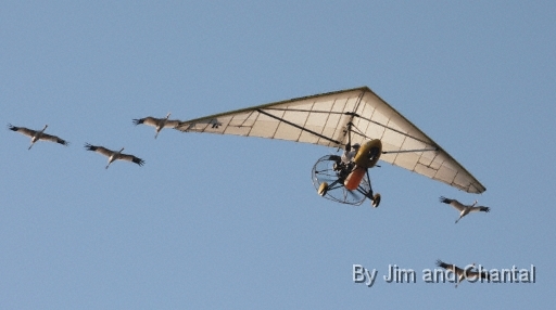  Operation Migration whooping crane flyover at St. Marks Florida 2012.