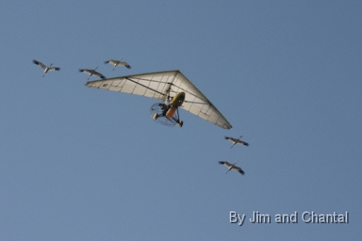  Operation Migration whooping crane flyover at St. Marks Florida 2012.