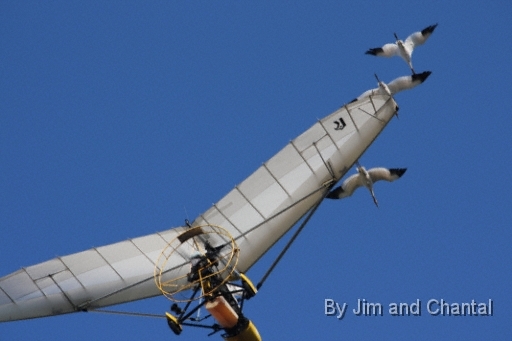  Operation Migration whooping crane flyover at St. Marks Florida 2012.