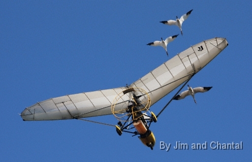  Operation Migration whooping crane flyover at St. Marks Florida 2012.