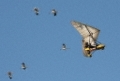 IMG_3177_CR2