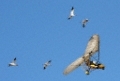 IMG_3182_CR2