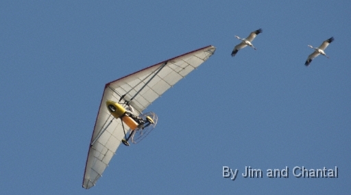  Pilot Brooke Pennypacker of Operation Migration watches whooping cranes on left wing.